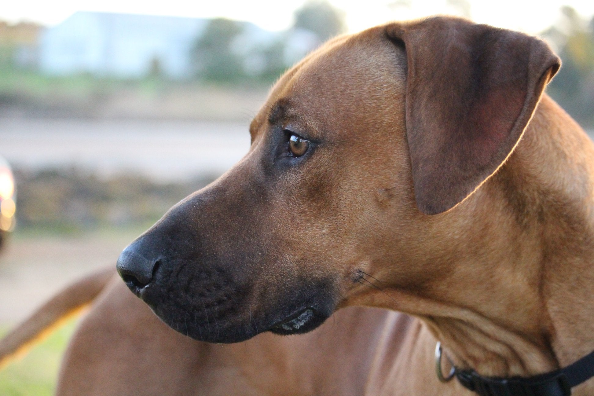 Camelot sales rhodesian ridgebacks